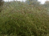 Artemisia scoparia