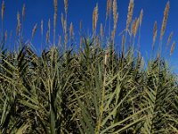 Arundo donax 16, Saxifraga-Ed Stikvoort