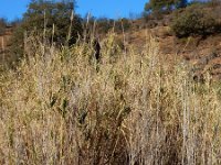 Arundo donax 10, Saxifraga-Ed Stikvoort