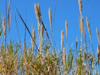 Arundo donax 12, Saxifraga-Ed Stikvoort