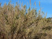 Arundo donax 13, Saxifraga-Ed Stikvoort