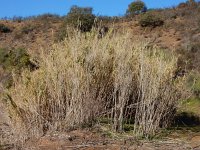 Arundo donax 14, Saxifraga-Ed Stikvoort