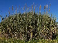 Arundo donax 15, Saxifraga-Ed Stikvoort