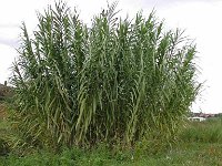 Arundo donax 2, Saxifraga-Jasenka Topic