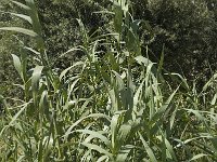 Arundo donax 3, Saxifraga-Jan van der Straaten