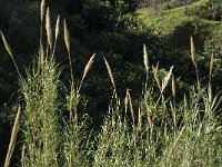 Arundo donax 4, Saxifraga-Jan van der Straaten