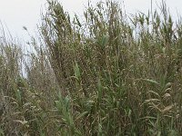 Arundo donax 5, Saxifraga-Willem van Kruijsbergen