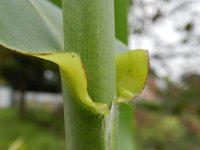 Arundo donax 6, Saxifraga-Rutger Barendse