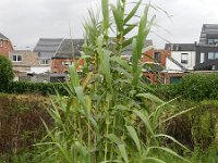 Arundo donax 7, Saxifraga-Rutger Barendse