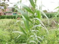 Arundo donax 8, Saxifraga-Rutger Barendse