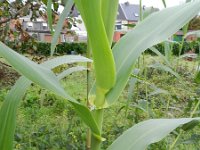 Arundo donax 9, Saxifraga-Rutger Barendse