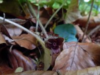 Asarum europaeum 23, Mansoor, Saxifraga-Ed Stikvoort