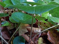 Asarum europaeum 24, Mansoor, Saxifraga-Ed Stikvoort