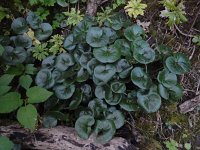 Asarum europaeum 26, Mansoor, Saxifraga-Ed Stikvoort