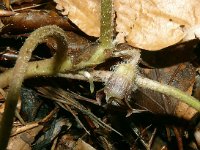 Asarum europaeum 28, Mansoor, Saxifraga-Hans Grotenhuis