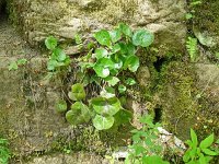 Asarum europaeum 29, Mansoor, Saxifraga-Hans Grotenhuis