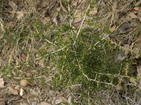 Asparagus acutifolius 5, Saxifraga-Jan van der Straaten