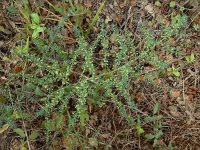 Asparagus aphyllus 11, Saxifraga-Ed Stikvoort