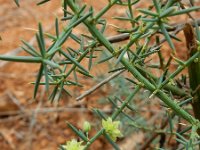 Asparagus aphyllus 12, Saxifraga-Ed Stikvoort