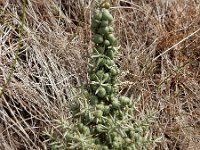 Asparagus aphyllus 3, Saxifraga-Ed Stikvoort