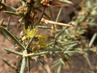 Asparagus aphyllus 7, Saxifraga-Ed Stikvoort