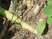 Asparagus officinalis ssp prostratus 33, Liggende asperge, Saxifraga-Sonja Bouwman  893. Liggende asperge - Asparagus officinalis ssp. prostratus - Asparagaceae familie (i)