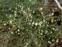 Asparagus plocamoides