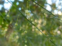 Asparagus plocamoides 3, Saxifraga-Ed Stikvoort