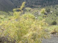 Asparagus plocamoides 4, Saxifraga-Rutger Barendse