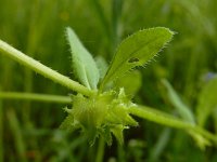 Asperugo procumbens 21, Scherpkruid, Saxifraga-Ed Stikvoort