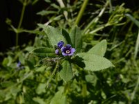 Asperugo procumbens 12, Scherpkruid, Saxifraga-Ed Stikvoort