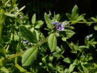 Asperugo procumbens 14, Scherpkruid, Saxifraga-Ed Stikvoort