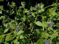 Asperugo procumbens 15, Scherpkruid, Saxifraga-Ed Stikvoort