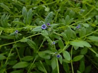 Asperugo procumbens 19, Scherpkruid, Saxifraga-Ed Stikvoort