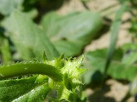 Asperugo procumbens 5, Scherpkruid, Saxifraga-Rutger Barendse