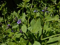 Asperugo procumbens 9, Scherpkruid, Saxifraga-Ed Stikvoort