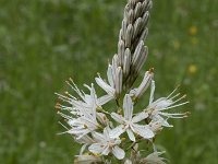 Asphodelus albus 29, Saxifraga-Willem van Kruijsbergen