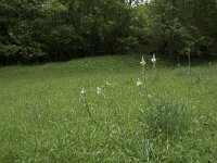 Asphodelus albus 30, Saxifraga-Willem van Kruijsbergen