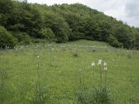 Asphodelus albus 32, Saxifraga-Willem van Kruijsbergen