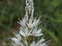 Asphodelus albus 33, Saxifraga-Willem van Kruijsbergen