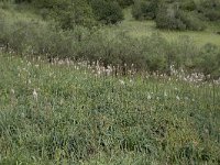 Asphodelus albus 34, Saxifraga-Willem van Kruijsbergen