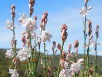 Asphodelus fistulosus 37, Saxifraga-Ed Stikvoort