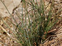 Asphodelus fistulosus 42, Saxifraga-Sonja Bouwman  Onionweed - Asphodelus fistulosus - Liliaceae familie