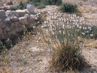 Asphodelus fistulosus 5, Saxifraga-Piet Zomerdijk