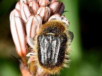 Asphodelus ramosus 50, Saxifraga-Sonja Bouwman  Branched asphodel - Asphodelus ramosus - Asparagaceae familie met Hairy rose beetle - Tropinota squalida