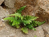 Asplenium adiantum-nigrum 25, Zwartsteel, Saxifraga-Hans Grotenhuis