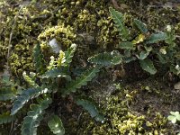 Asplenium ceterach 12, Schubvaren, Saxifraga-Willem van Kruijsbergen