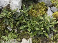 Asplenium ceterach 33, Schubvaren, Saxifraga-Willem van Kruijsbergen