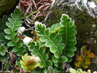 Asplenium ceterach 36, Schubvaren, Saxifraga-Hans Grotenhuis