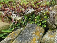 Asplenium ceterach 37, Schubvaren, Saxifraga-Hans Grotenhuis